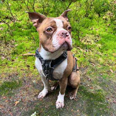 Hundetreffen-Spielen und gemeinsam Toben-Bild