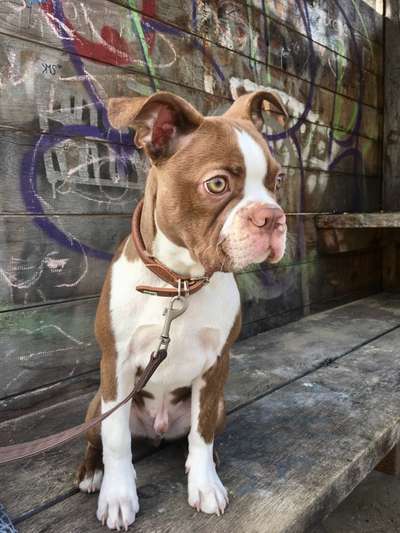 Seltene Rassen!-Beitrag-Bild