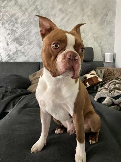 Boston Terrier Liebhaber❤️-Beitrag-Bild