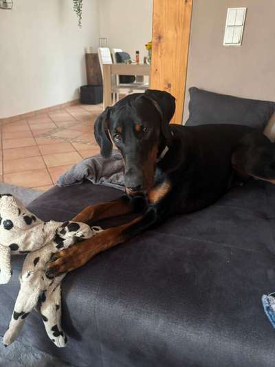 Hundetreffen-Sozialisierung unter Hunden-Bild
