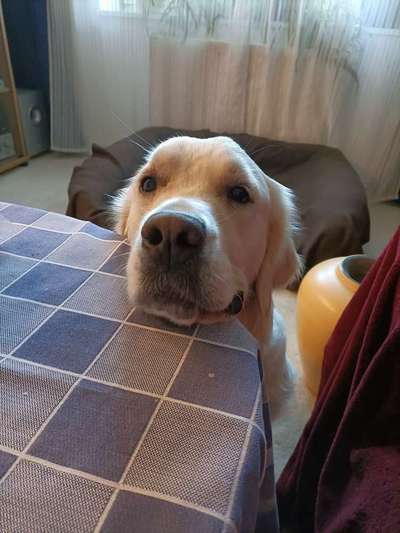 Wo sind die Golden Retriever Liebhaber?-Beitrag-Bild