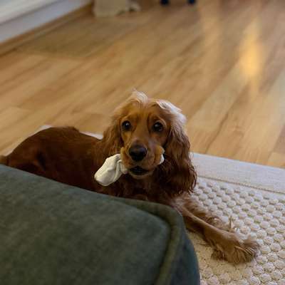 Hundetreffen-Spieltreffen für Finja gesucht-Bild