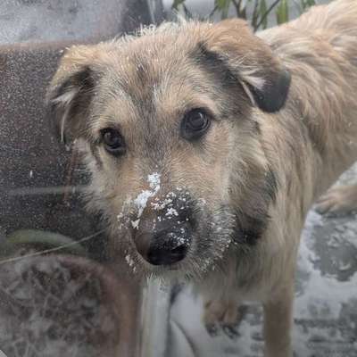 Hundetreffen-Gassi-/Spielrunde am Rhein-Bild