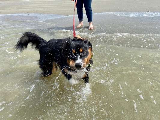 Challenge 41 - Mein Hund im Urlaub-Beitrag-Bild