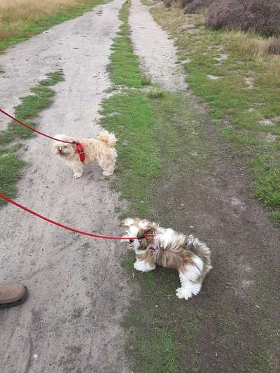 Curli Geschirr-Beitrag-Bild