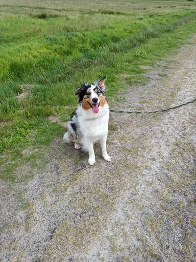 Hundetreffen-Spielen-Bild