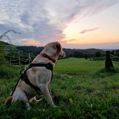 Hundetreffen-Hundeauslauf in Bad Wünnenberg