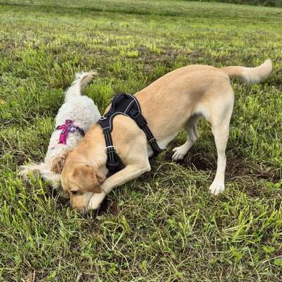Hundetreffen-Treffen um Hundebegnungen zu trainieren-Bild