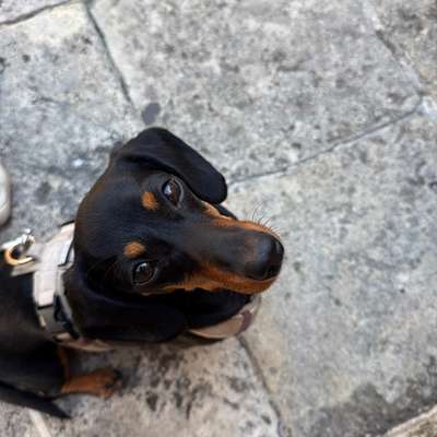 Hundetreffen-Dackeltreffen, Erftstadt 🐶-Bild