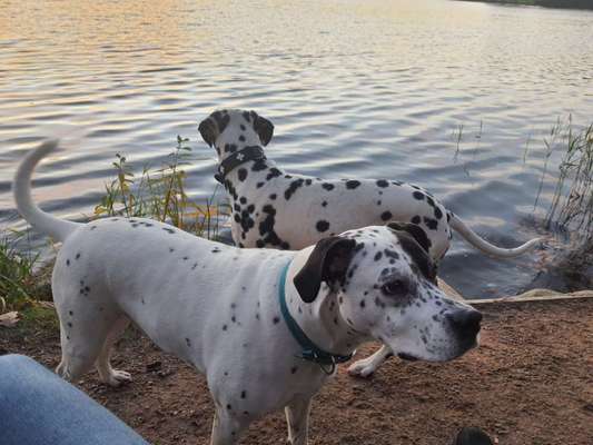 Dogorama-Monats-Challenge-Mai "Wasser"-Beitrag-Bild