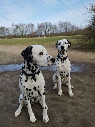 Challenge 23 : "  Euer Hund beim Frühlingserwachen "-Beitrag-Bild