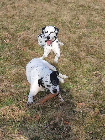 Bester Freund, Hundekumpel - zeigt her!-Beitrag-Bild