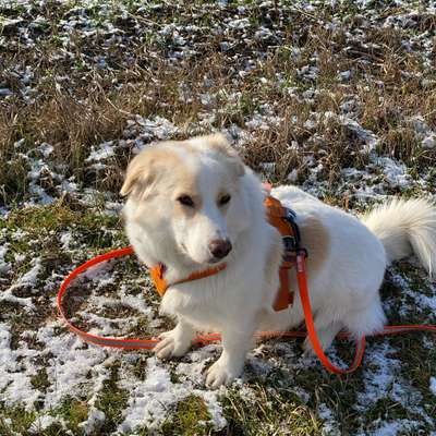 Hundetreffen-Schwabenheim-Bild