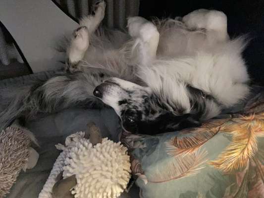 Dogorama Photo Challenge - Wälzen-Beitrag-Bild