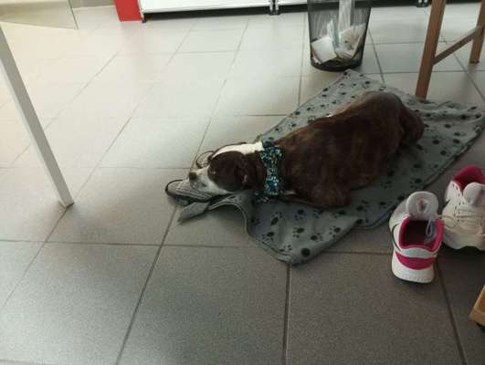 Hund im Büro 🐶💼-Beitrag-Bild