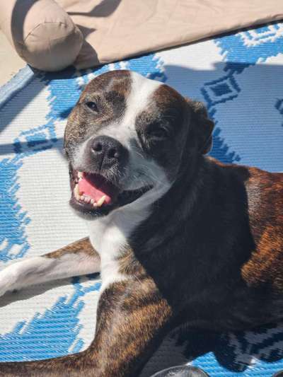 Dogorama Photo Challenge - Details Ganz nah-Beitrag-Bild