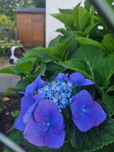 154. FotoChallenge * AUFS BILD GEMOGELT *-Beitrag-Bild