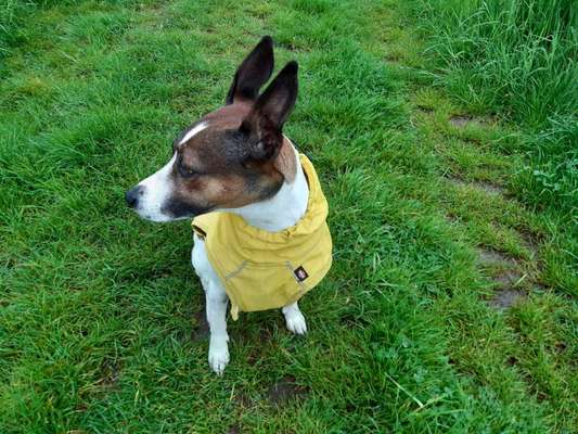 Podencomischling oder Podenco-Beitrag-Bild