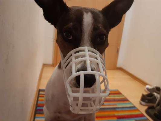 Wie sitzt mein Maulkorb / Maulkorb-Beratung-Beitrag-Bild