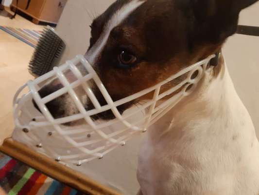 Wie sitzt mein Maulkorb / Maulkorb-Beratung-Beitrag-Bild