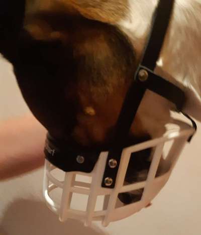 Wie sitzt mein Maulkorb / Maulkorb-Beratung-Beitrag-Bild