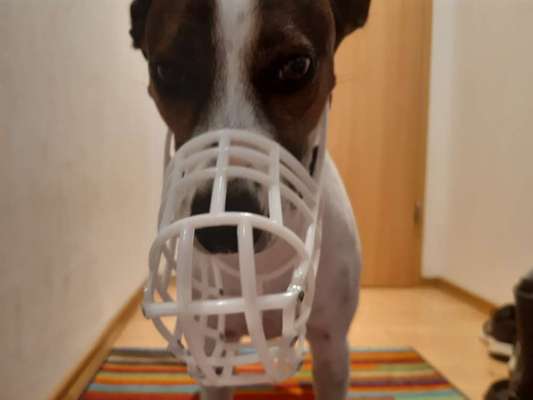 Wie sitzt mein Maulkorb / Maulkorb-Beratung-Beitrag-Bild