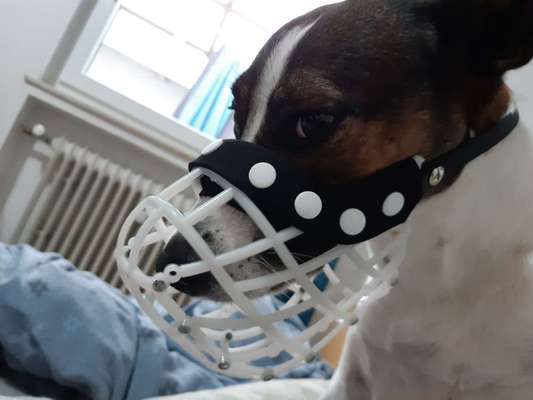 Wie sitzt mein Maulkorb / Maulkorb-Beratung-Beitrag-Bild