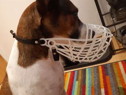 Wie sitzt mein Maulkorb / Maulkorb-Beratung-Beitrag-Bild