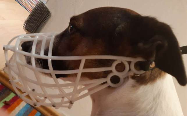 Wie sitzt mein Maulkorb / Maulkorb-Beratung-Beitrag-Bild