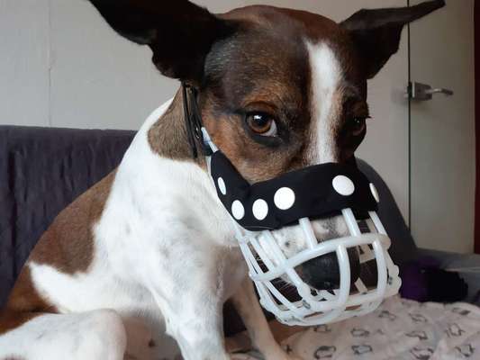 Wie sitzt mein Maulkorb / Maulkorb-Beratung-Beitrag-Bild