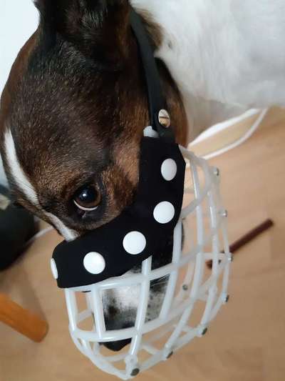 Wie sitzt mein Maulkorb / Maulkorb-Beratung-Beitrag-Bild