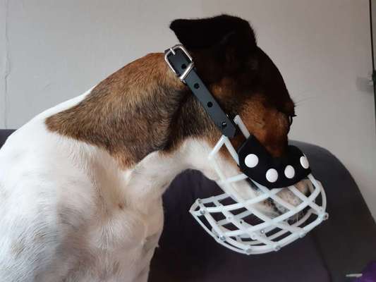 Wie sitzt mein Maulkorb / Maulkorb-Beratung-Beitrag-Bild