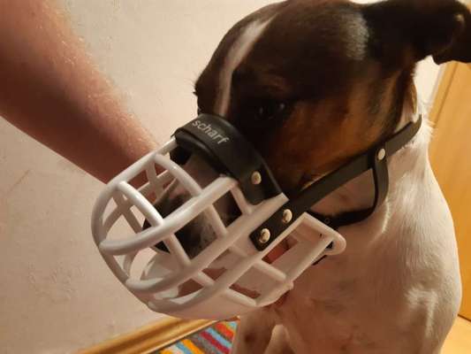 Wie sitzt mein Maulkorb / Maulkorb-Beratung-Beitrag-Bild