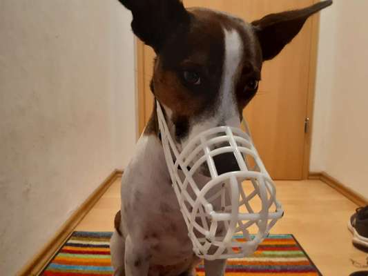 Wie sitzt mein Maulkorb / Maulkorb-Beratung-Beitrag-Bild