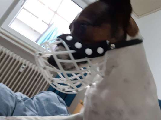 Wie sitzt mein Maulkorb / Maulkorb-Beratung-Beitrag-Bild