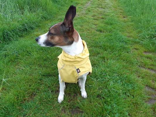 Wie sitzt mein Maulkorb / Maulkorb-Beratung-Beitrag-Bild