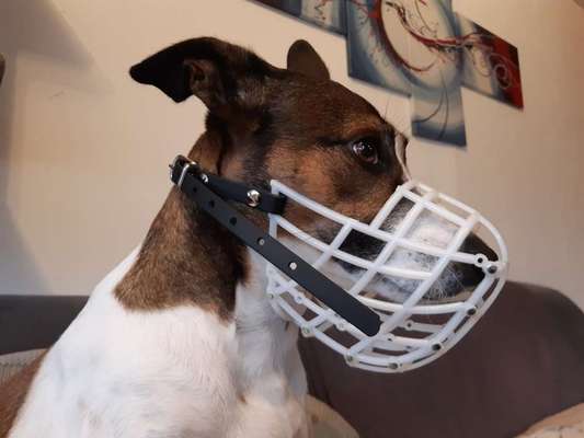 Wie sitzt mein Maulkorb / Maulkorb-Beratung-Beitrag-Bild