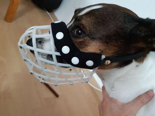 Wie sitzt mein Maulkorb / Maulkorb-Beratung-Beitrag-Bild