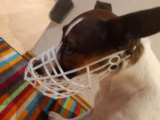 Wie sitzt mein Maulkorb / Maulkorb-Beratung-Beitrag-Bild