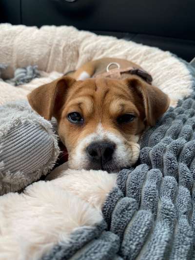 Hundetreffen-Welpentreffen Hochdahl/Erkrath-Bild