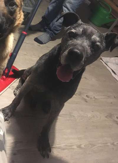 Rottweiler/-Mischlinge-Beitrag-Bild