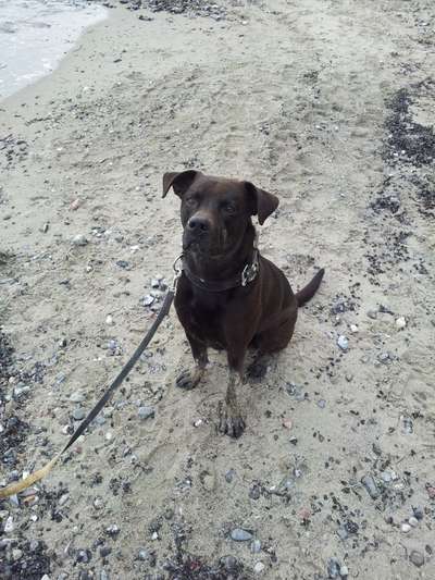 Rottweiler/-Mischlinge-Beitrag-Bild