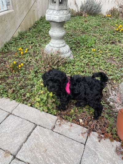 Das erste Bild eures Hundes-Beitrag-Bild