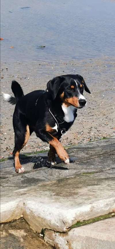 Die Dogorama Kalender Challenge 4/4-Beitrag-Bild