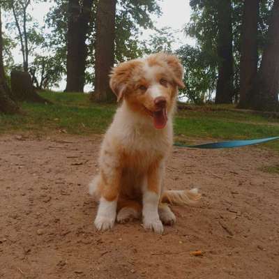 Hundetreffen-Gassi gehen Hockenheim-Bild