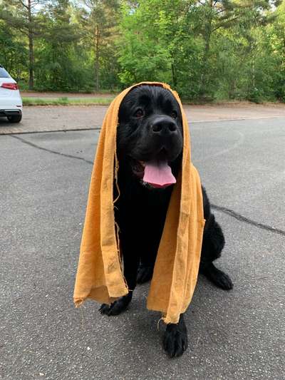 Zeige das lustigste Bild eures Hundis-Beitrag-Bild