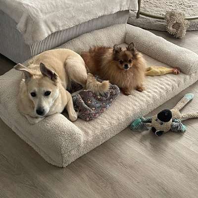 Auslandstierschutz-Beitrag-Bild