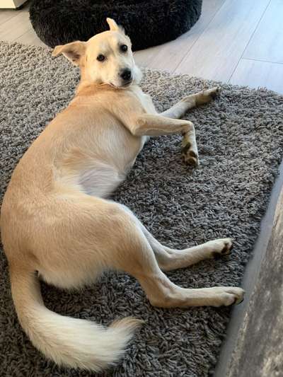 Auslandstierschutz-Beitrag-Bild