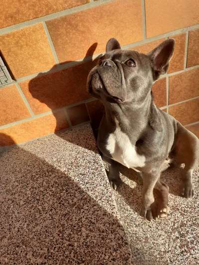 Französische Bulldoggen-Beitrag-Bild