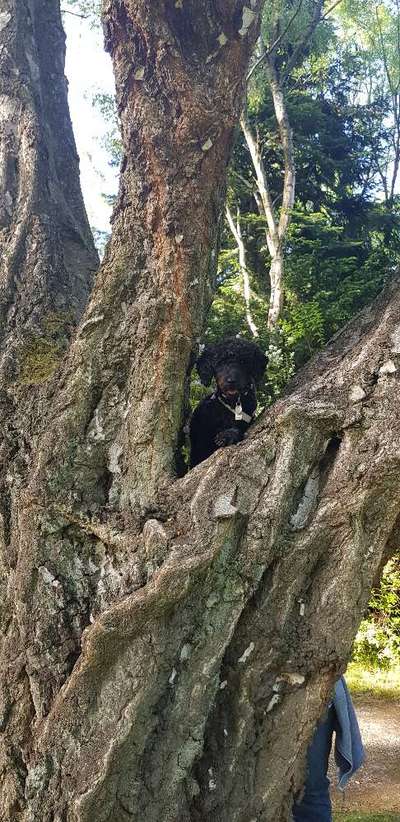 Foto's und Hundemodels-Beitrag-Bild